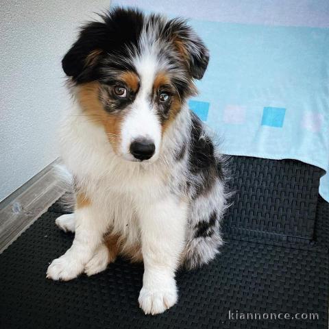 Bb chiots Berger Australien merle bleu au yeux bleu