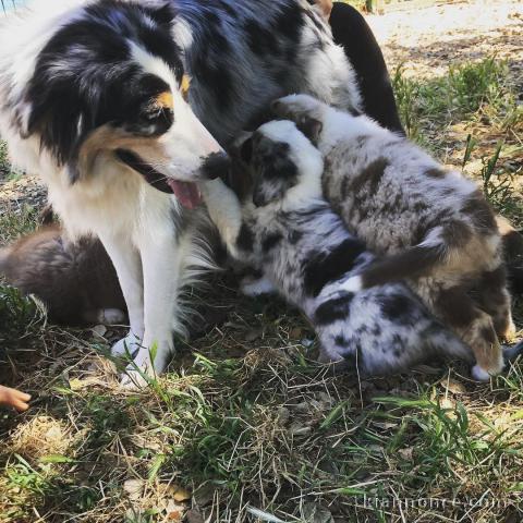 CHIOTS BERGER AUSTRALIEN POUR ADOPTION