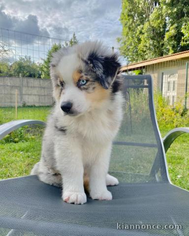 CHIOTS BERGER AUSTRALIEN POUR ADOPTION