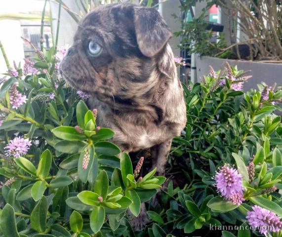 Chiots Carlin lof donner contre bon soin