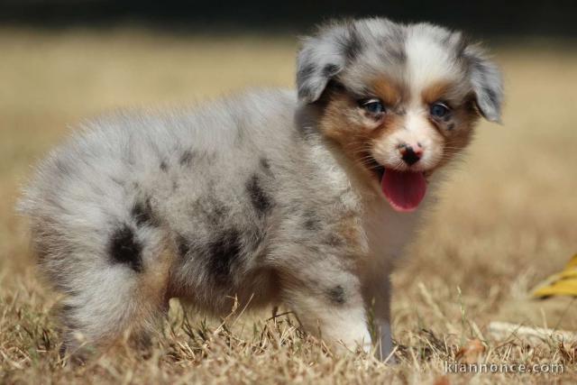 chiots berger australien femelle/mâle disponible