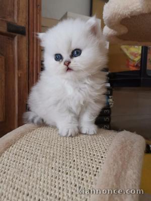  chaton persan chinchilla trois mois