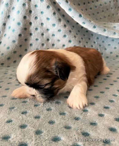 disponible de suite bb Shih Tzu.