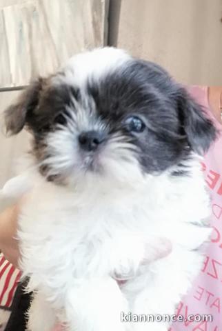 Je donnes mes magnifiques chiots Shih Tzu de trois mois.