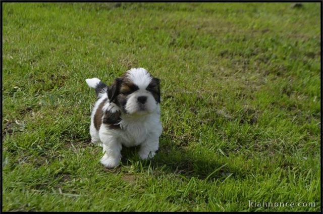 Je donnes mes magnifiques chiots Shih Tzu de trois mois.