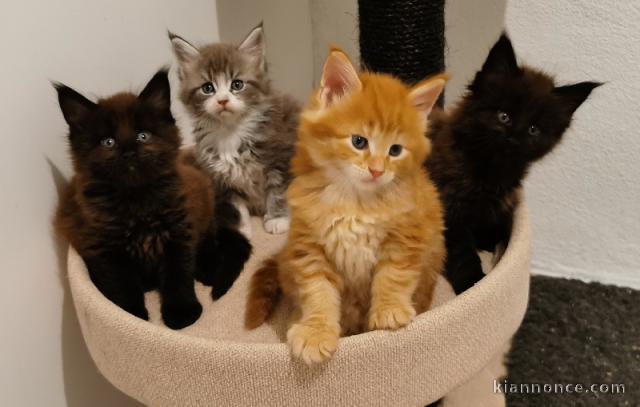4 Adorables Chatons Maine Coon
