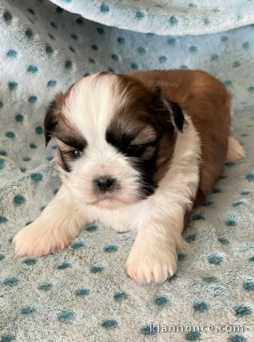 disponible de suite bb Shih Tzu.