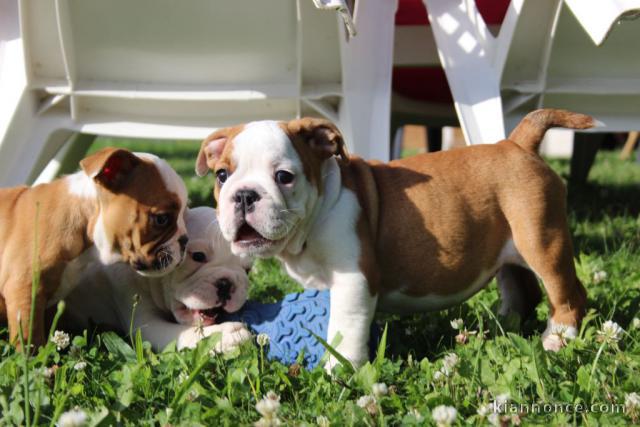 Chiots Bulldog Anglais a donner