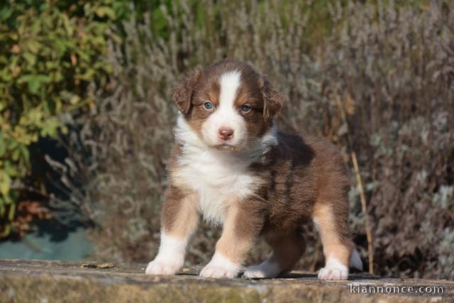 Chiots Berger Australien POUR ADOPTION