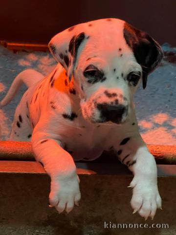 disponible de suite chiots dalmatien âgées de 3 mois