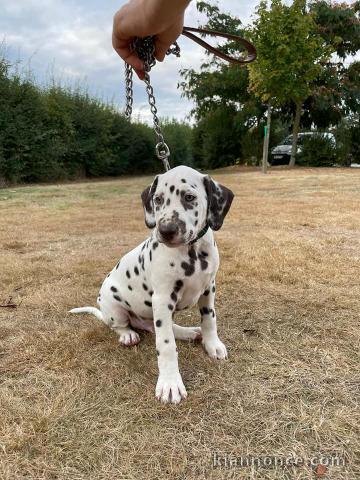 disponible de suite chiots dalmatien âgées de 3 mois