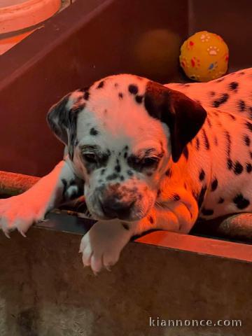 disponible de suite chiots dalmatien âgées de 3 mois