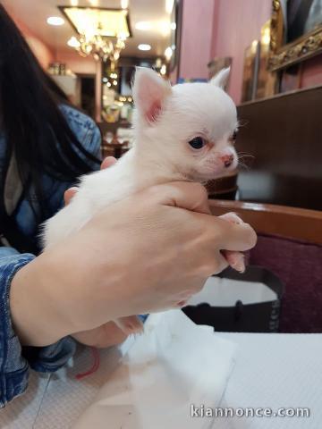 Chiot Chihuahua calmes doux