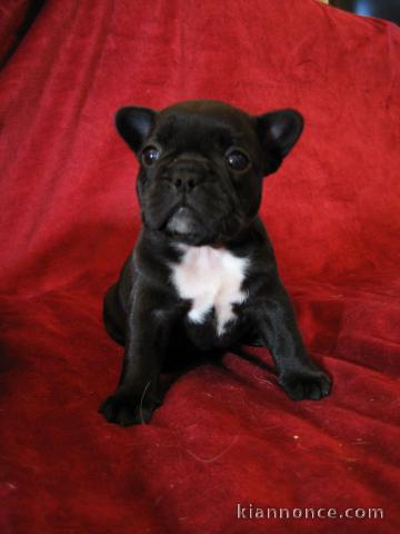 Adorables Chiots Bouledogue français inscrit au lof