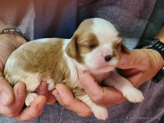 Chiots Cavalier King Charles A DONNER 