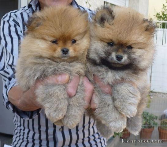 Adorables Chiots spitz nain