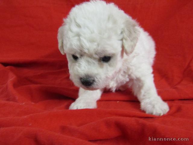 Chiots Bichon frise A donner contre bon soin