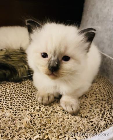 5 CHATONS RAGDOLL A R?SERVER