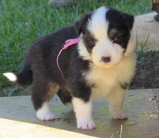 Adorable chiots berger australien