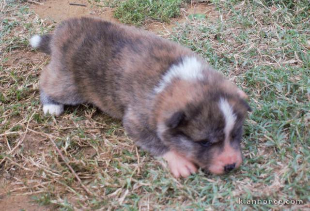 Chiots Akita A donner contre bon soin