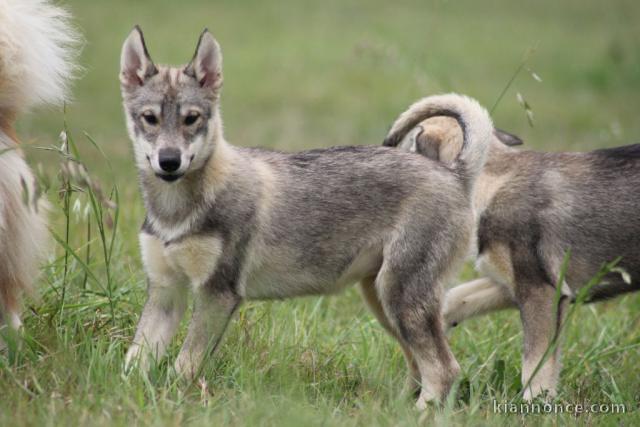 Chiots Siberian Husky