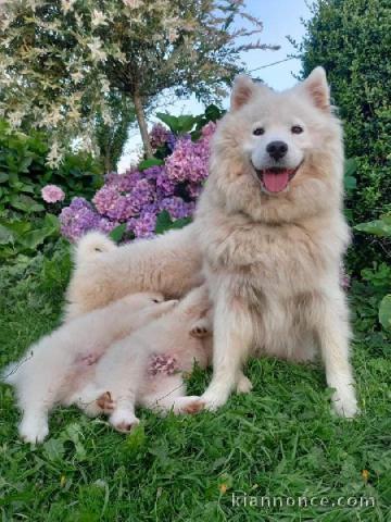 chiots Samoyede A donner contre bon soin