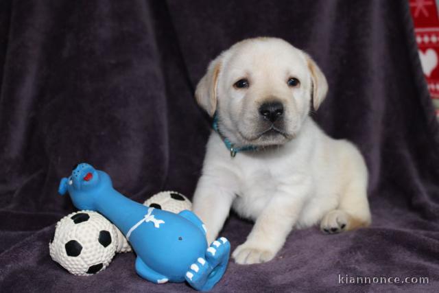 Chiots pure race Labrador disponible