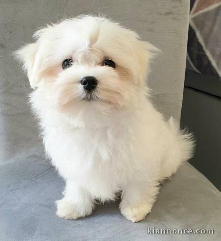 Chiots Bichon maltais disponible contre bon soins. 