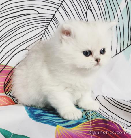 chaton persan chinchilla trois mois