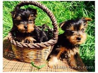 Chiots yorkshire disponibles