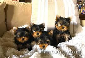 Chiots yorkshire disponibles