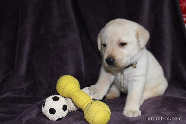 Chiots pure race Labrador disponible