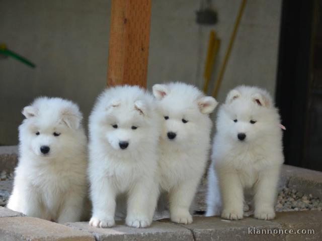 Chiots samoyede  disponible