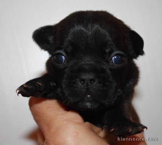 Chiots Bouledogue Français