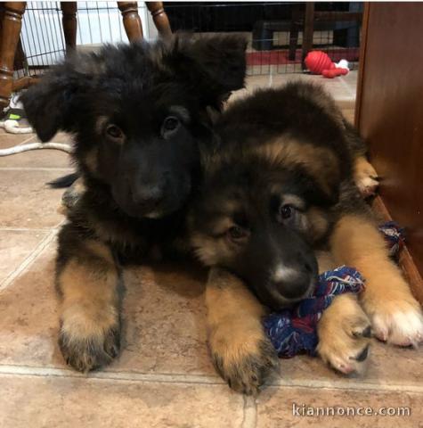  Des chiots bergers allemands sont disponibles