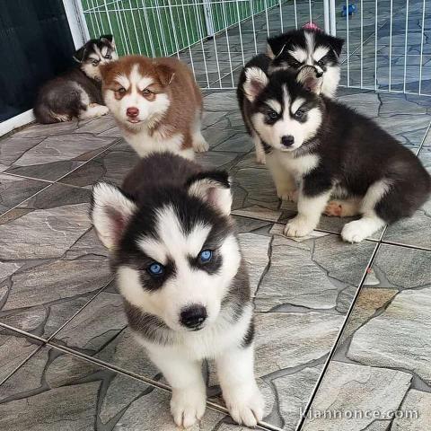 Je donnes Siberian Husky LOFdisponible de suite