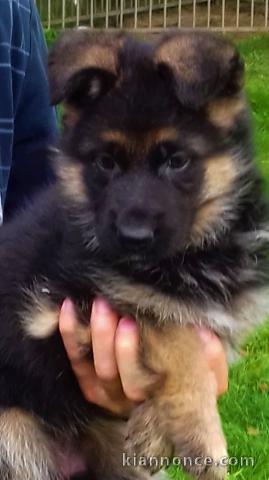 Adorable Chiots Berger Allemand