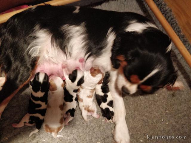 Chiots Cavalier King Charles Spaniel