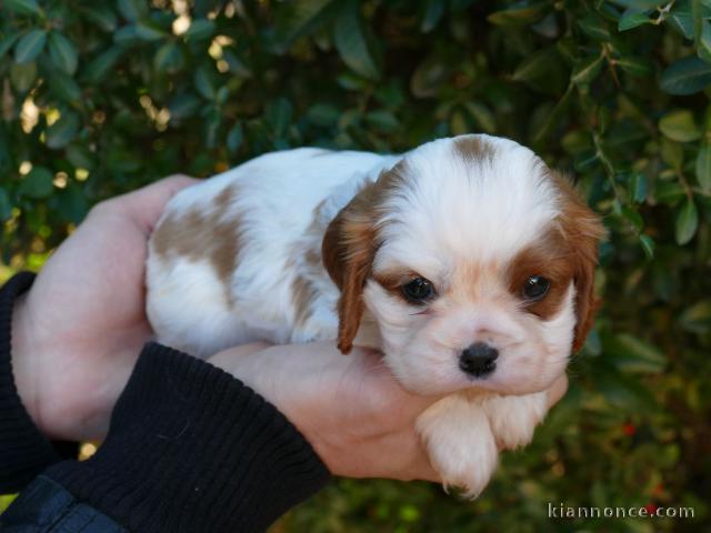 Adoption Chiots Cavalier King Charles 