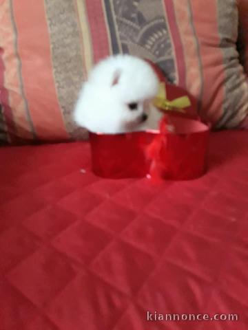 Disponibles de suite chiots spitz poméraniens LOF