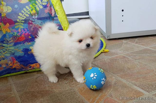 Disponibles de suite chiots spitz poméraniens LOF