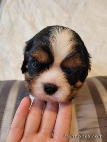 Adoption Chiots Cavalier King Charles