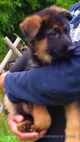 Superbes chiots berger allemand au lof