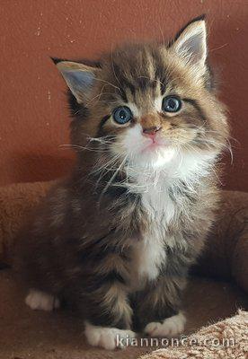 chaton maine coon trois mois