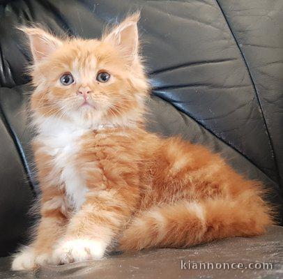 chaton maine coon trois mois