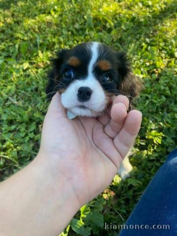 Magnifique Chiots Cavaliers king Charle 