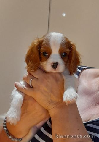 Magnifique Chiots Cavaliers king Charle