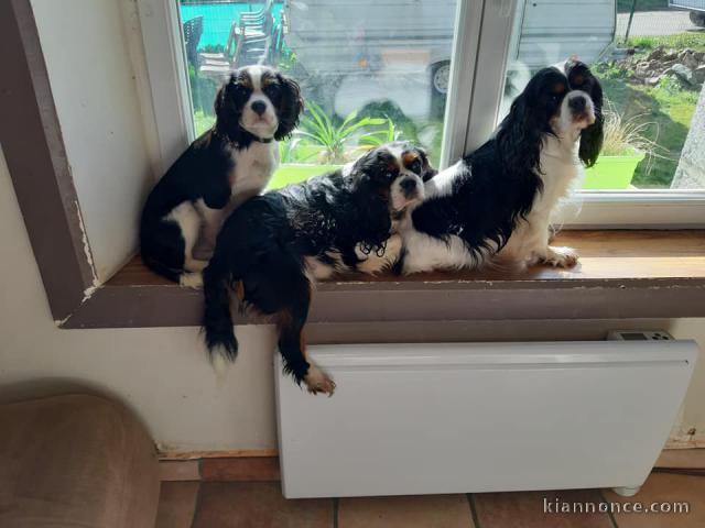 3 Chiots Cavaliers king Charle inscrit au lof