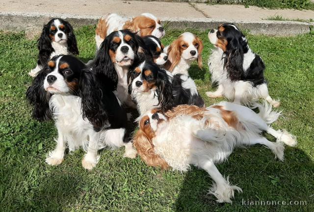 Chiots Cavalier King Charles POUR COMPAGNIE 