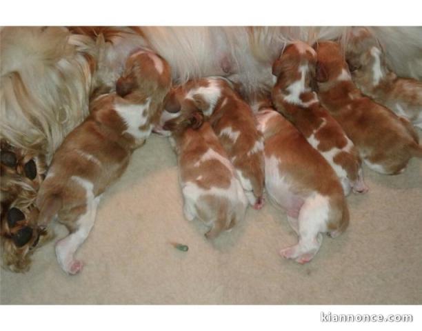 cavalier king charle a donner